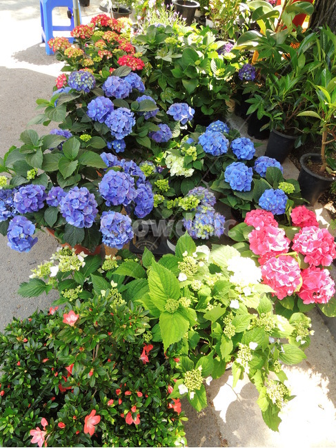 꽃,화환,꽃다발,꽃가게,파란꽃,flower,bloom,blossom,floral,inflorescence,blow,blueflower,식물,자연,plants,nature,꽃,flower