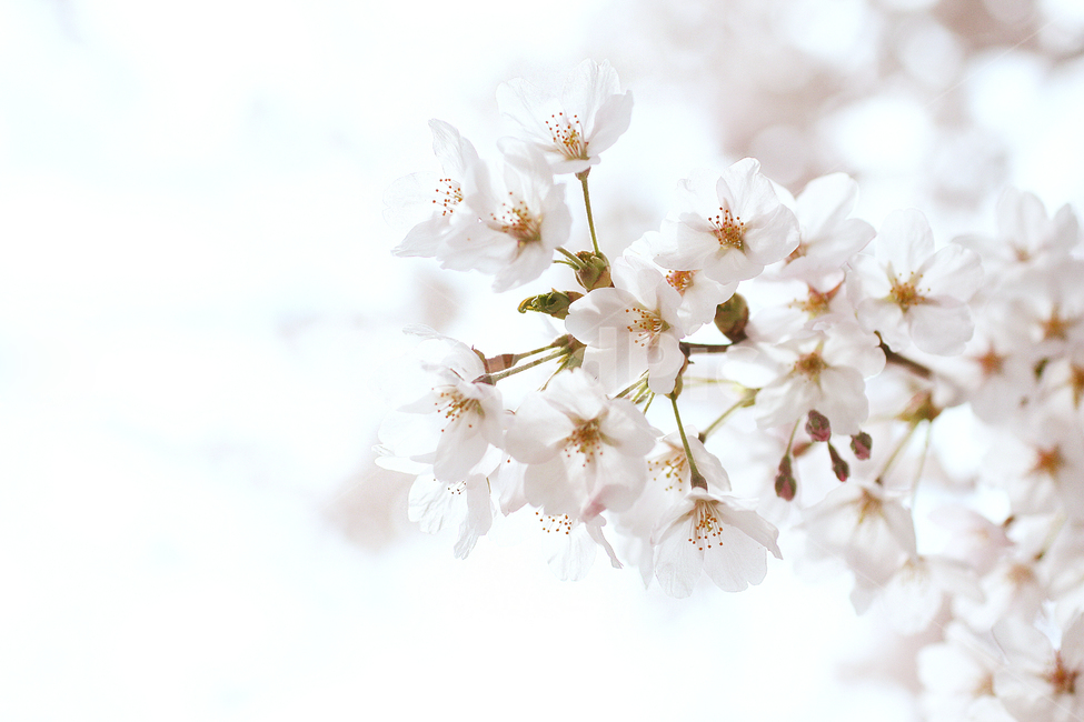 봄,spring,벚꽃,꽃구경,벚꽃축제,배경,cherryblossoms,flower,꽃,흰색꽃,봄,계절,spring,season,식물,자연,plants,nature,꽃,flower,plant