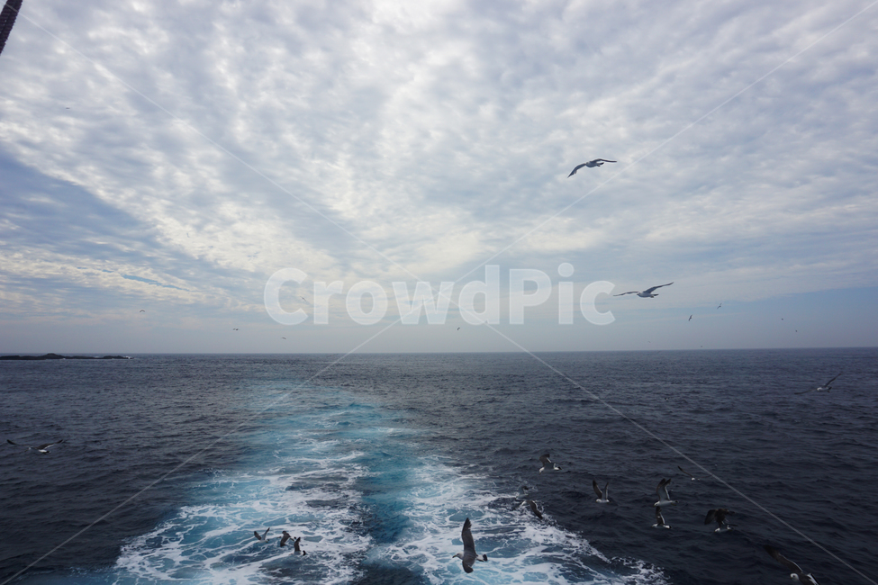 바다,한국,동해,갈매기,theeastsea,sea,여름,파랑,하늘,blue,관광,seagull,자연