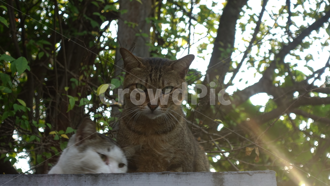 숲,nature,green,자연,outdoors,옥외,고양이,cat,동물,animal,포유류,mammal,애완동물,pet,아비시니안,abyssinian