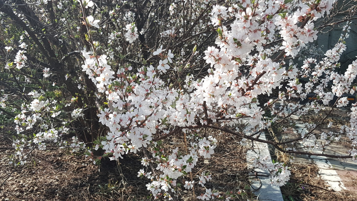 꽃,식물,화단,풍경,자연,식물,자연,plants,nature,꽃,flower