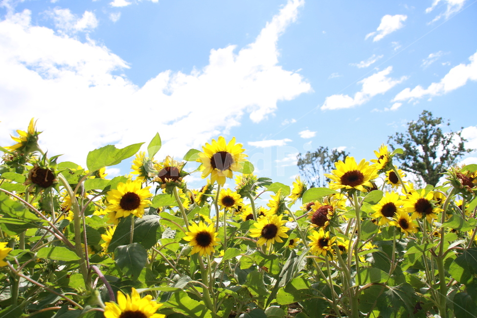 해바라기,sunflower,flower,꽃,햇빛,맑은날,식물,자연,plants,nature,꽃,flower