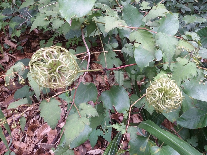 plant,식물,leaf,잎,구성체,자연,식물,자연,plants,nature