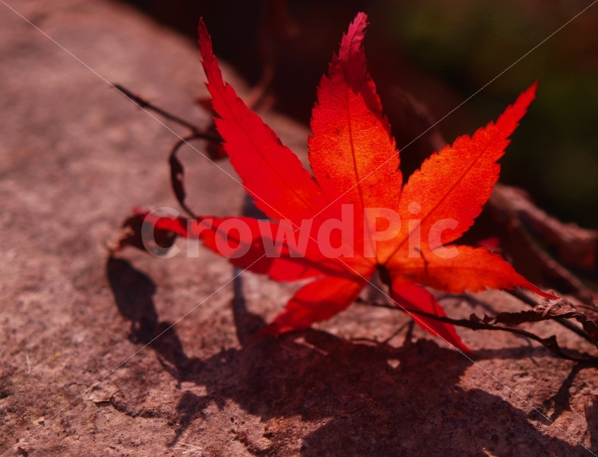 가을,낙엽,단풍,풍경,자연,autumn,가을,계절,fall,autumn,season,식물,자연,plants,nature,감성,sensible,feeling,색깔,색상,색채,색감,color sense,color sensitivity,feeling of color,leaf,잎,plant,tree,나무