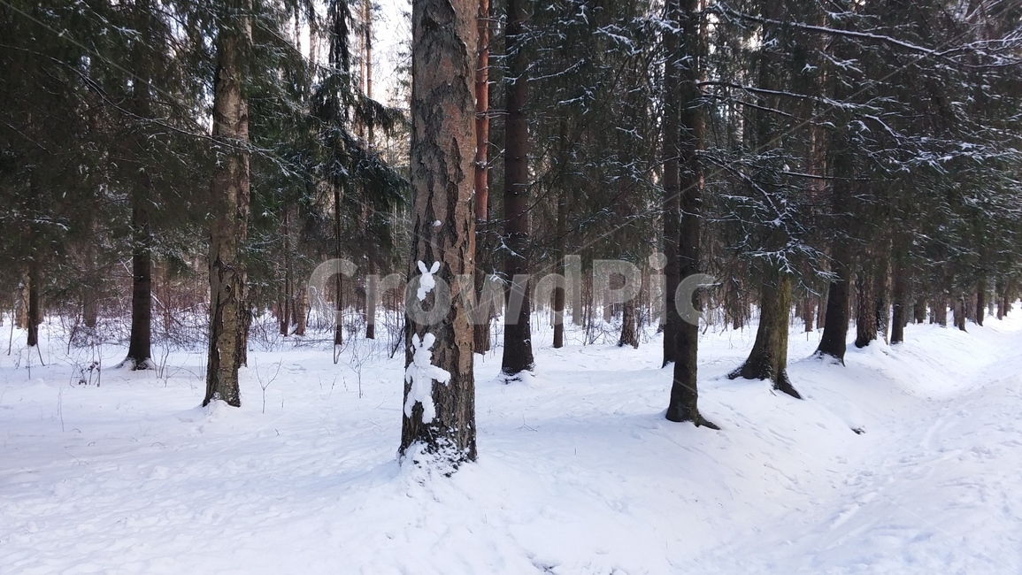 옥외,natutre,자연,러시아,겨울,눈,얼음,아이스,흰색,white,ice,snow,russia,winter,outdoors,숲,forest,tree,나무,plant,식물,눈사람,토끼,rabbit