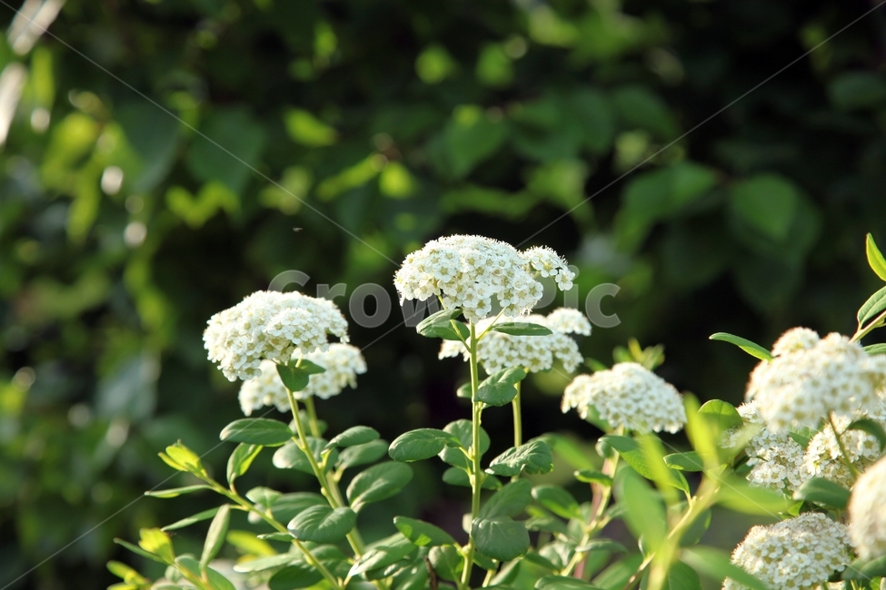식물,꽃,초록,흰색,beautiful,blossom,flower,green,nature,식물,자연,plants,nature,꽃,flower