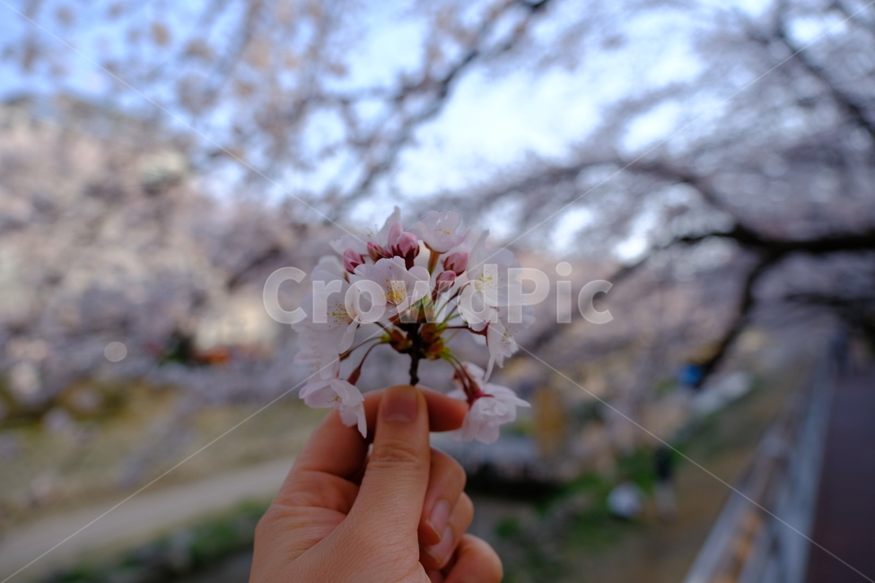 봄,벚꽃,사쿠라,봄놀이,커플,꽃,식물,blossom,plant,분홍분홍,식물,자연,plants,nature,꽃,flower