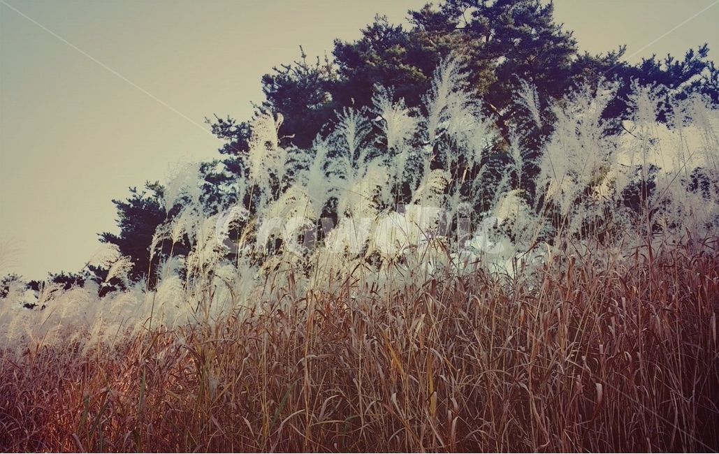 식물,자연,nature,노을,갈대,가을,감성사진,가을,계절,fall,autumn,season,자연,풍경,nature,landscape,grass,잔디,plant,lawn,outdoors,옥외,ice,빙