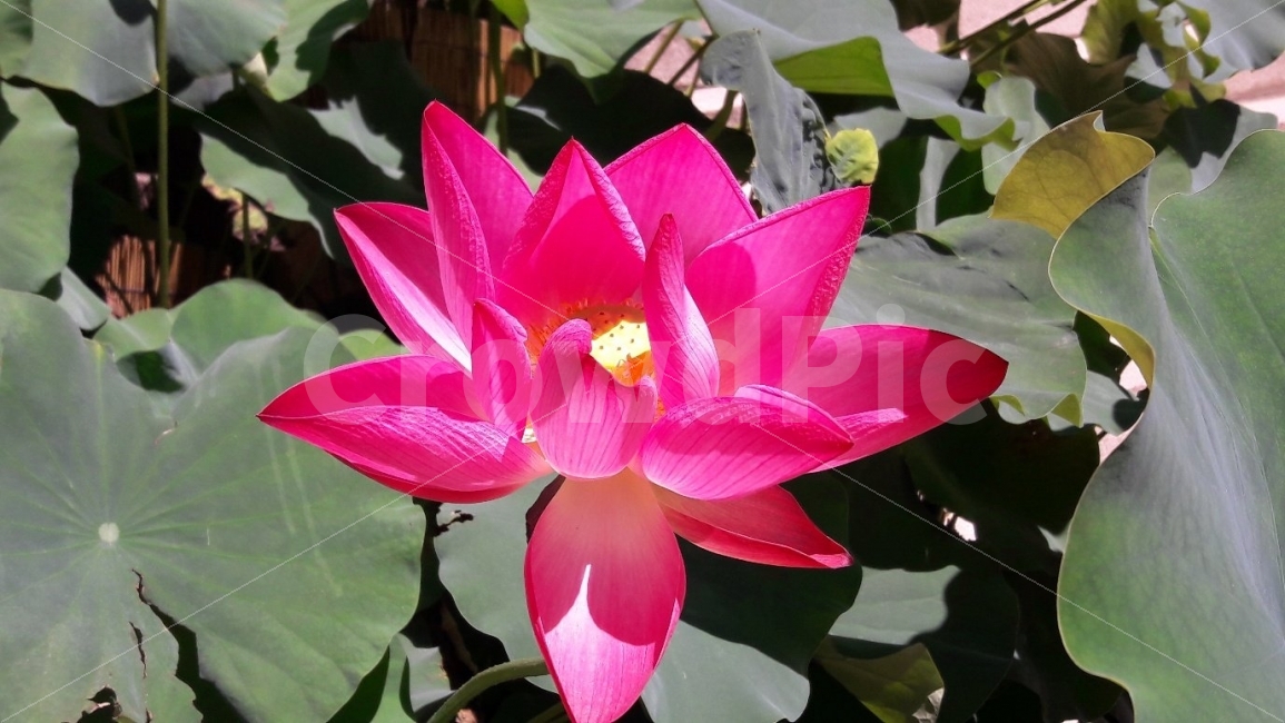 꽃,절,붉은,여름,아름다운,식물,자연,plants,nature,꽃,flower