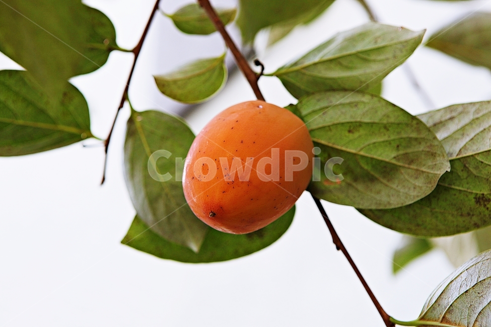 감,대봉,과실,열매,감나무,자연,식물,농업,음식,식재료,과일,가을,계절,fall,autumn,season,과일,열매,fruit,plant,food