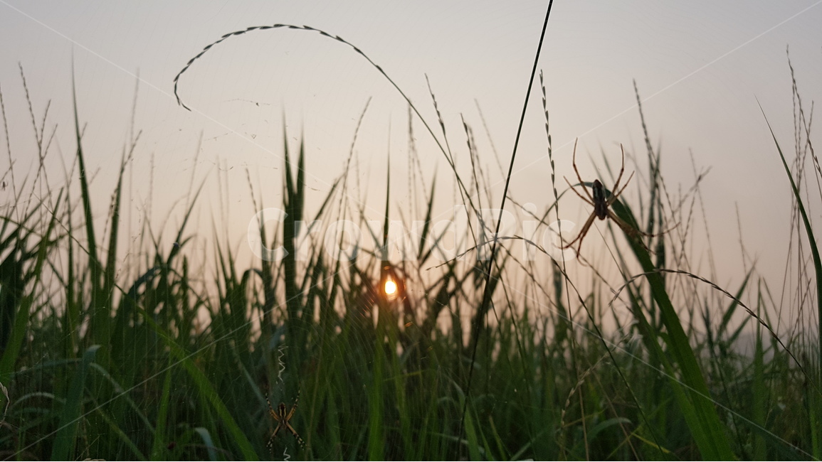 아침노을,일출,자연,아침안개,sunrise,morningglow,식물,자연,plants,nature,동물,animal,곤충,벌레,insect,bug