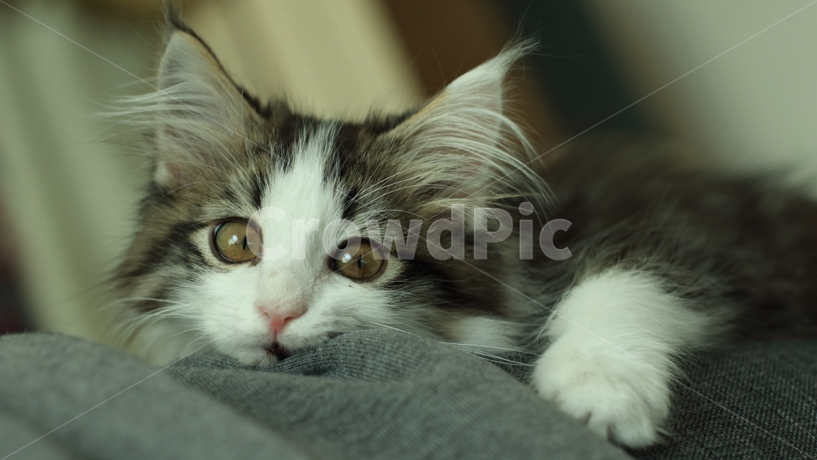 고양이,동물,아기고양이,노르웨이숲,냥이,애완동물,노르웨이숲고양이,동물,animal,포유류,mammal,고양이,cat,kitten,kitty