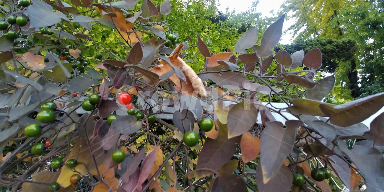 배풍등,가짓과,덩굴성,반관목,독성식물,약용,식물,자연,plants,nature