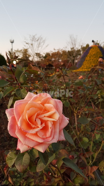 식물,장미,꽃,flower,rose,식물,자연,plants,nature,꽃,flower