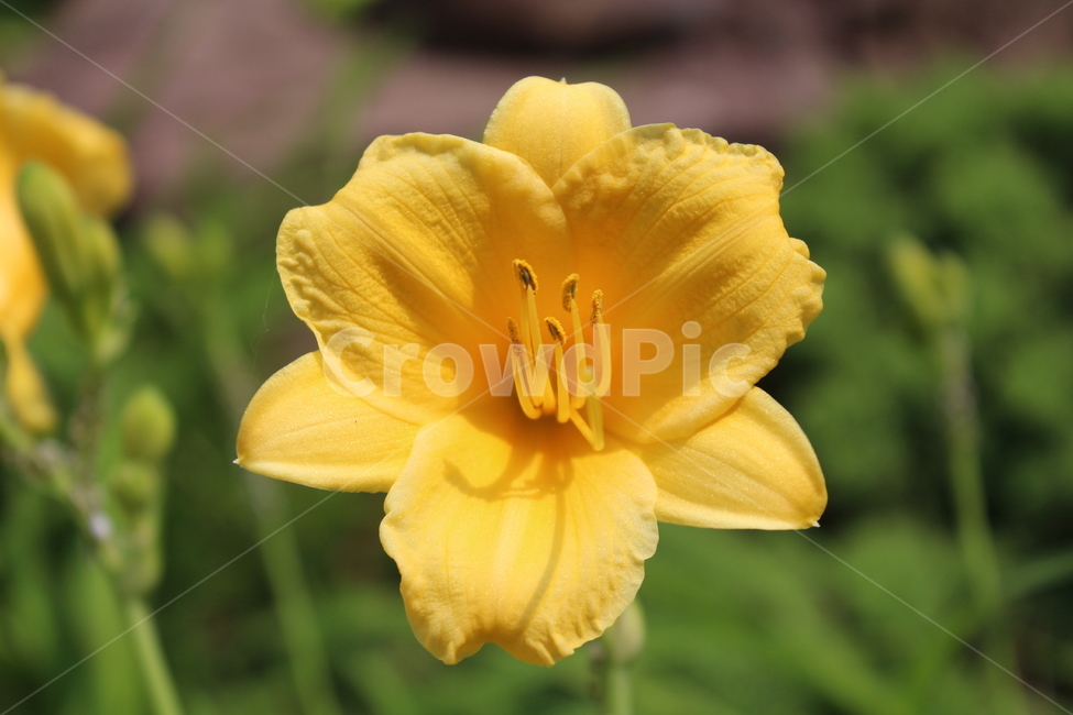 꽃,yellow,flower,노란색,노란꽃