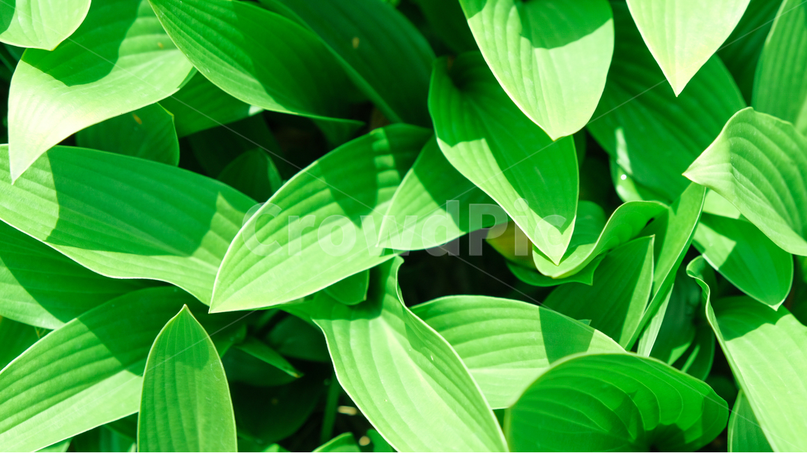 풀잎,잎사귀,풀,자연,초록,식물,자연,plants,nature