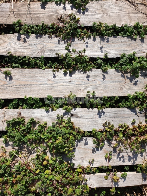 자연,풀,나무,나무사이풀,봄