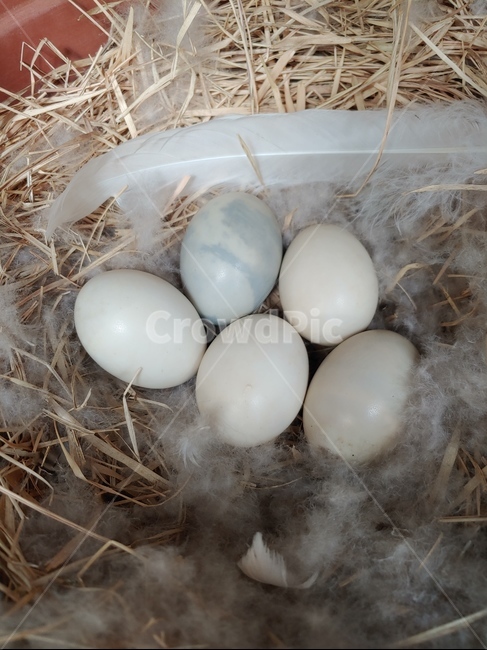 food,egg,birdnest,새둥지,둥지,nest,알,원앙알,원앙이,원앙
