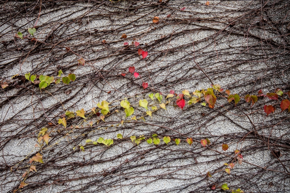 풍경,벽,넝쿨,감성,잎파리,나무가지,식물,자연,plants,nature