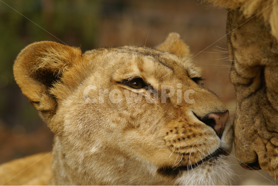 사자,lion,사파리,에버랜드,얼굴,동물,animal,포유류,mammal