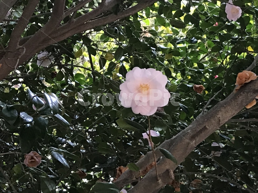 자연,맑은하늘,비상,꽃,여의도,바다,벚꽃