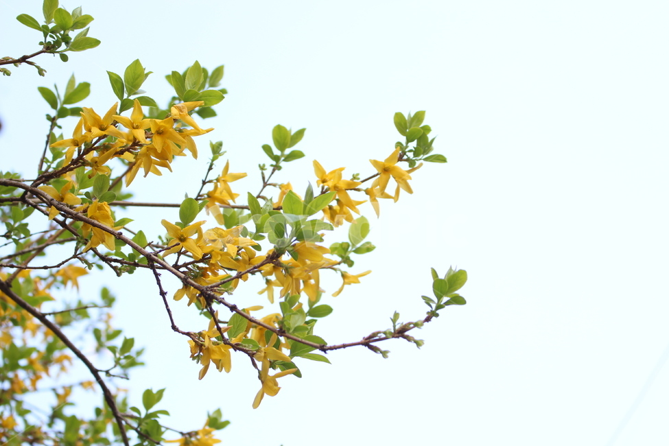 leaf,잎,plant,식물,개나리,봄,꽃,봄꽃,노란색,노란색꽃,노랑,노랑꽃,forsythia,yellow,yellowflower,spring,springflower
