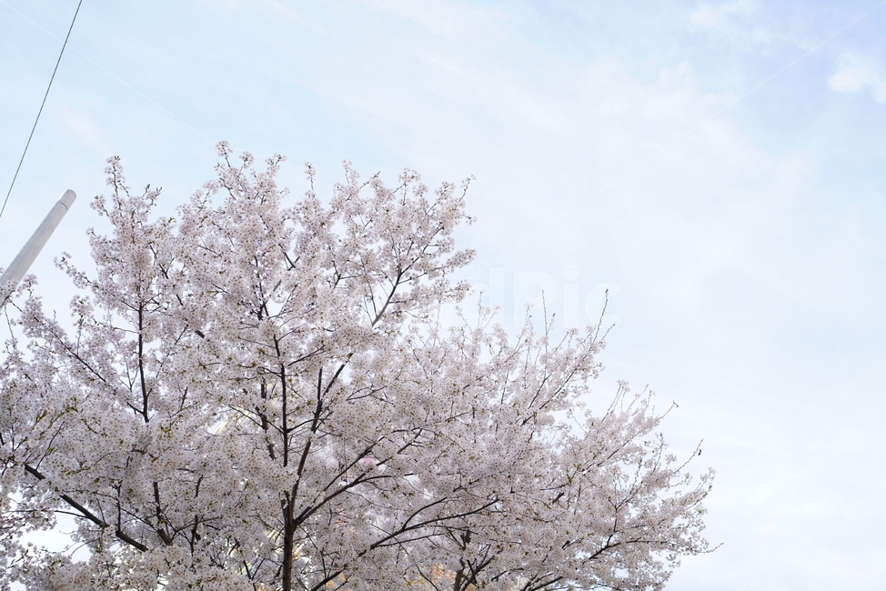 꽃,벚꽃,봄,계절,플라워,화이트,흰색,하얀색,생물,감성,느낌,식물,flower,spring,white,봄,계절,spring,season,자연,풍경,nature,landscape,plant