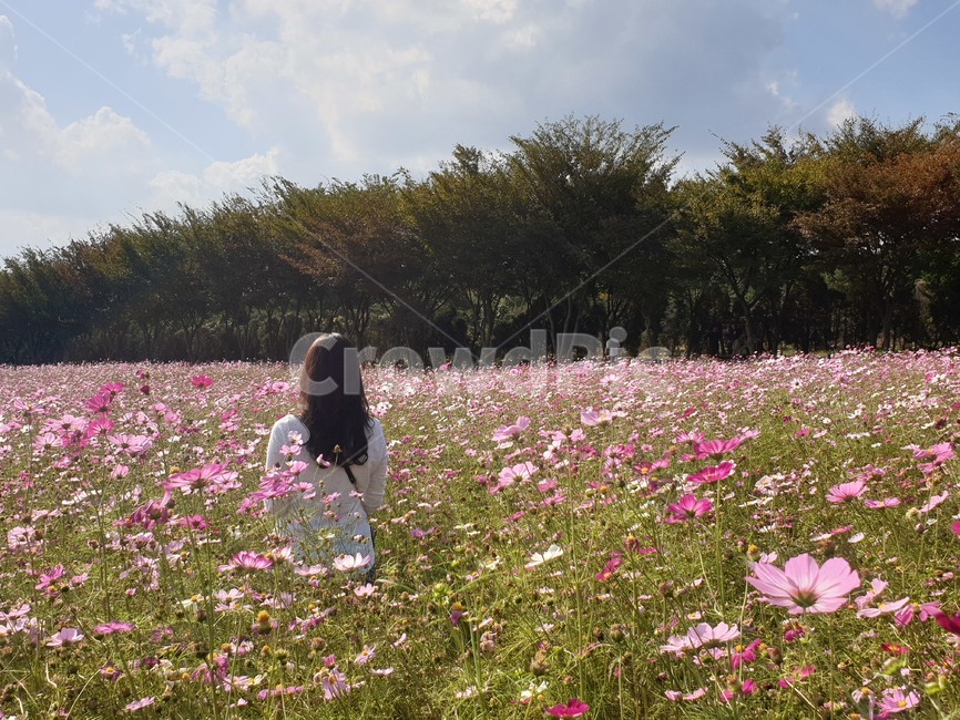 plant,식물,blossom,꽃,flower,코스모스,가을,하늘,사람,뒷모습