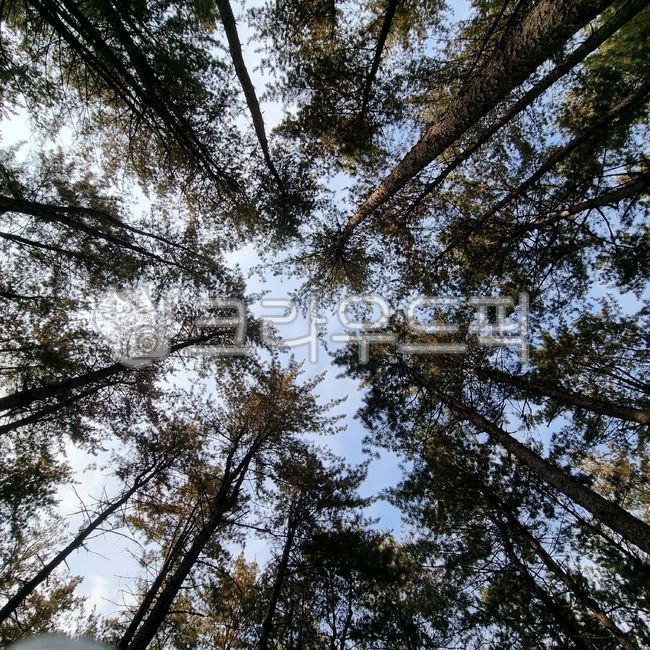 나무,plant,식물,전나무,tree