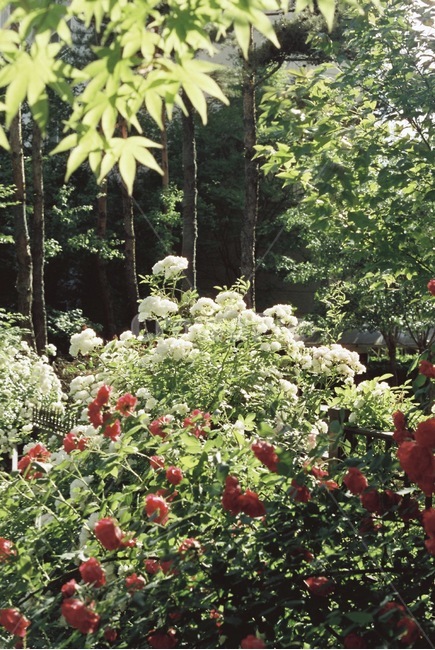 자연,감성,감성사진,장미,장미꽃,꽃,필름,필름카메라,필름사진,film,filmcamera,nature,rose,flower,plant,sensible,color,colorsensitivity,emotional,feeling