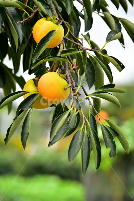 감,감나무,감나무잎,과일,과실,가을,열매,음식,persimmon,fruit,autumn,fall,tree,식물,자연,plants,nature,과일,열매,fruit