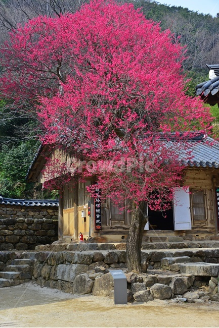outdoors,옥외,architecture,건축물,building,건물,plant,식물,구례,화엄사,사찰,절,불교,유적지,문화재,경치,경관,풍경,홍매화,흑매,화엄사홍매화