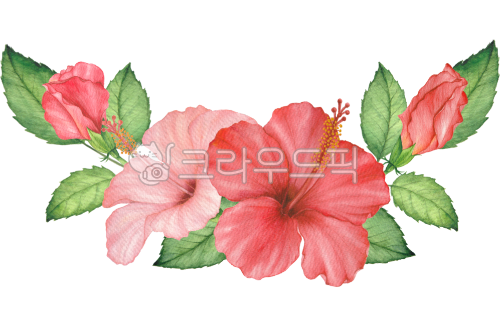 히비스커스,꽃,열대꽃,열대식물,하와이꽃,꽃잎,꽃봉오리,잎,레드,빨강,여름,여름꽃,트로피컬,트로피컬꽃,트로피컬식물,히비스커스그림,히비스커스일러스트,트로피컬일러스트,꽃그림,꽃일러스트,열대식물일러스트,여름일러스트,일러스트,수채화,플로랄,플로랄디자인,보태니컬,hibiscus,flower,petal,plant,leaf,bud,tropical,tropicalflower,tropicalplant,red,floral,floraldesign,botanical,flowerillustration,tropicalillustration,hibiscusdrawing,hibiscusillustration,watercolor,summer,hawaiiflower,exotic