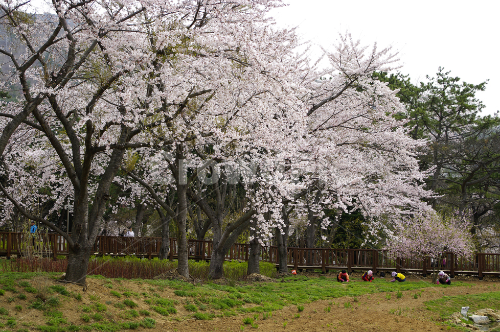 봄,벚꽃나무,나무,꽃,식물,풍경,봄,계절,spring,season,자연,풍경,nature,landscape,사람들,대중,군중,other people,crowd,plant,blossom,flower