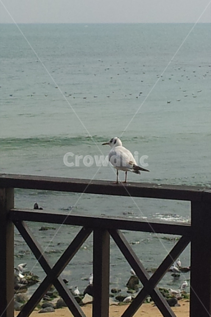 새,바다,바닷가,다리,갈매기,동물,animal,조류,새,birds