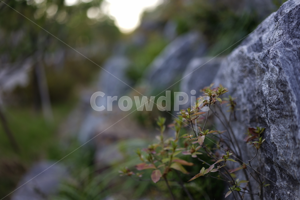 바위,경계,잡초,나뭇잎,돌,자연,풍경,nature,landscape,plant,식물