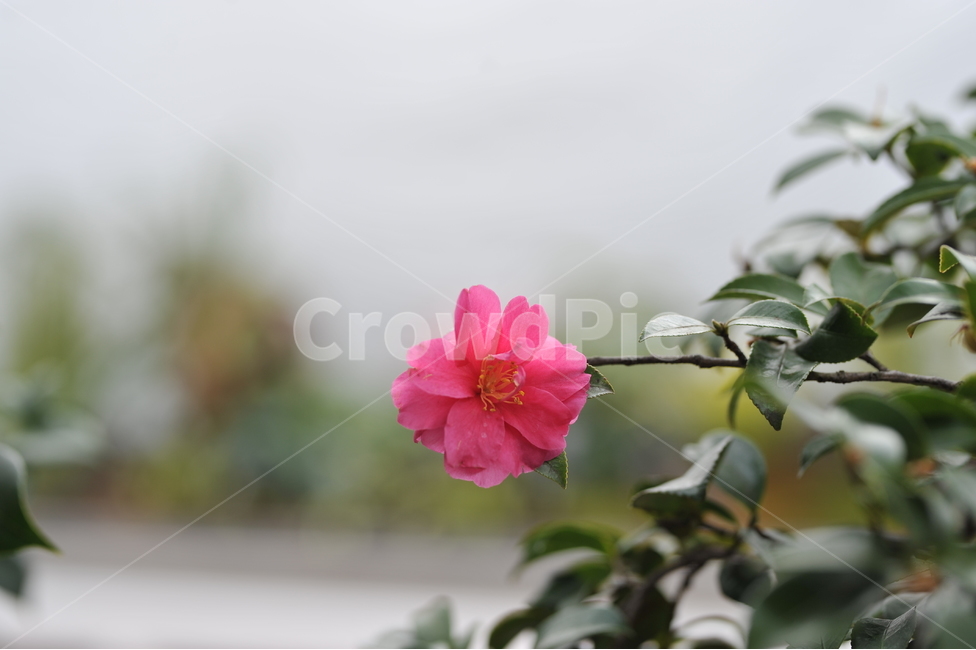 동백꽃,꽃,분홍동백,겨울꽃,자연,풍경,식물,식물,자연,plants,nature,꽃,flower