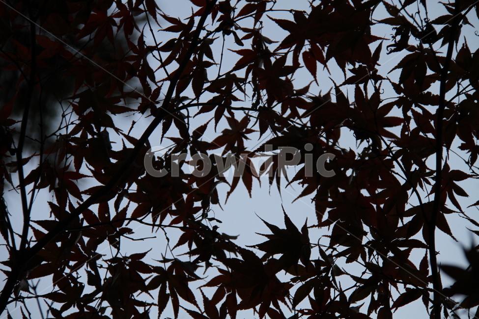 식물,잎,단풍,산,가을