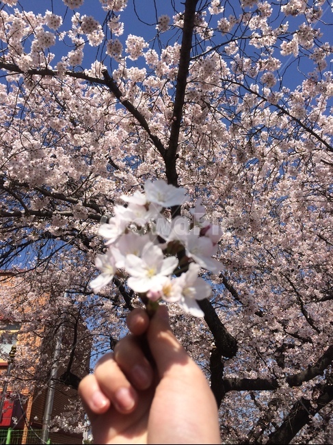 벚꽃,봄,분홍,풍경,꽃,봄,계절,spring,season,꽃,flower,plant,식물,cherry blossom,blossom