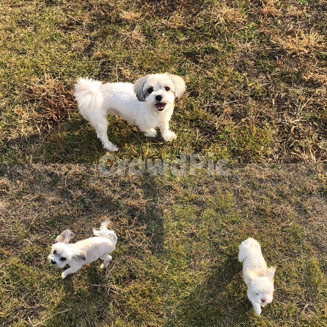 강아지,멍멍이,댕댕이,귀여움,개,개,강아지,dog,doggy
