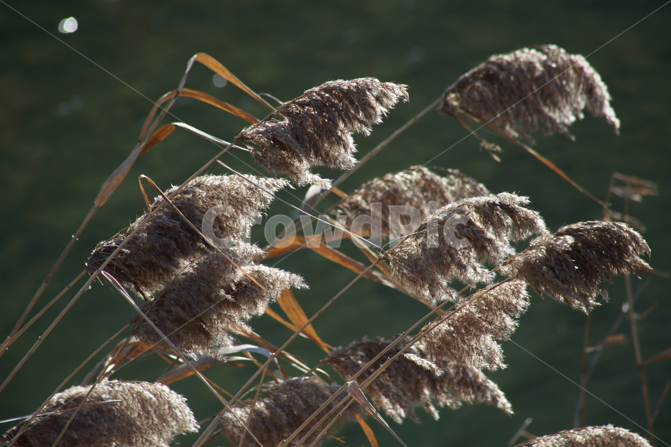 식물,풀,잡초,갈대,commonreed,겨울갈대,식물,자연,plants,nature