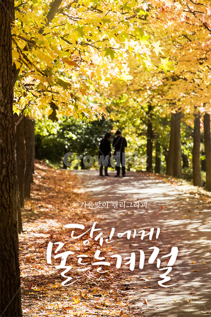 단풍,낙엽,길,공원,커플,캘리그라피,손글씨,가을,배경,가을,계절,fall,autumn,season,캘리그라피,손글씨,calligraphy