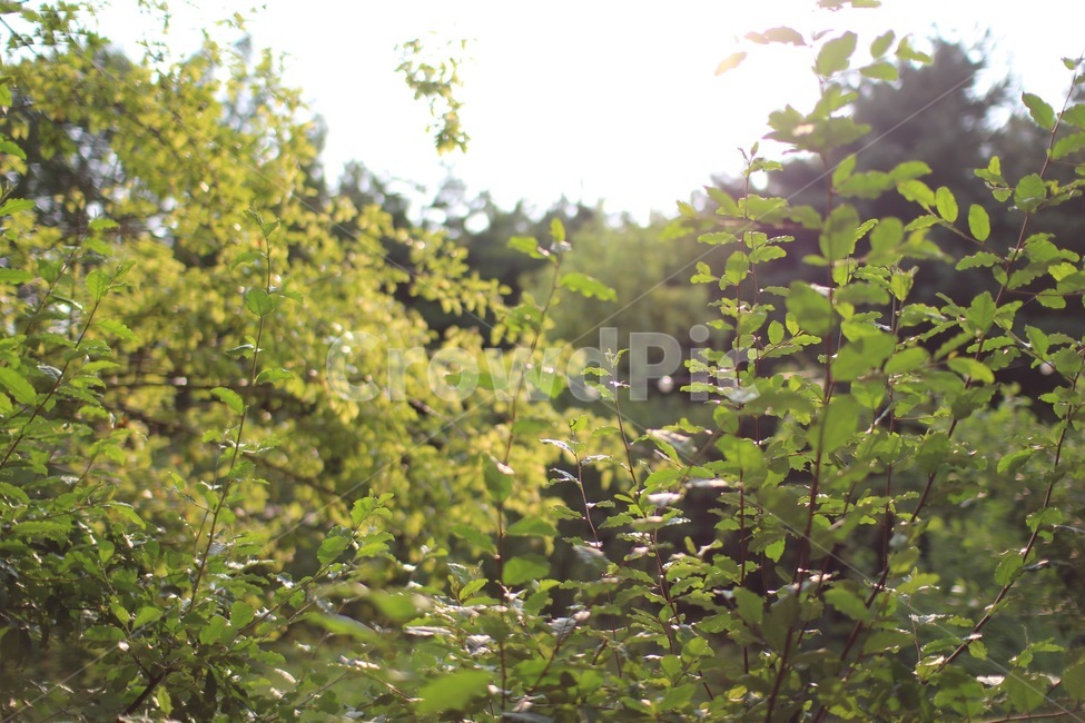 plant,식물,vegetation,초목,햇살,sunshine,숲속,자연,nature,식물,자연,plants,nature