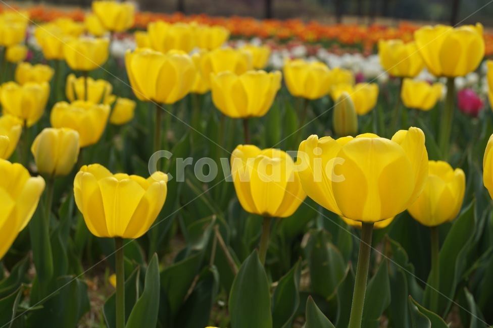 튤립,꽃,자연,꽃밭,yellow
