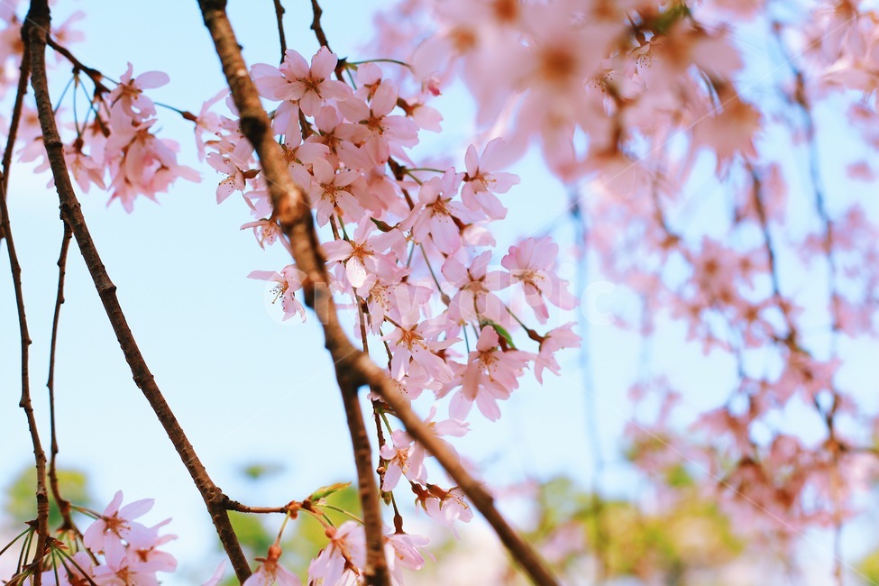 감성사진,자연,풍경,벚꽃,배경화면,봄,계절,spring,season,식물,자연,plants,nature,꽃,flower,색깔,색상,색채,색감,color sense,color sensitivity,feeling of color,plant,blossom,cherry blossom