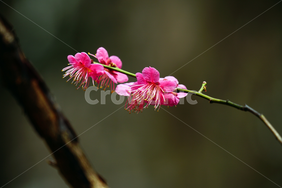홍매화,한국자연,꽃,꽃사진,플라워,flower,봄,봄꽃,spring,식물,plants,자연,nature,풍경,landscape,계절,season,snap,스냅,접사,macro,closeup,클로즈업,감성사진,감성,힐링,healing,느낌,feel,feeling,꽃밭,화단,나무,나뭇가지,tree,꽃봉오리,4월,April,봄,계절,spring,season,식물,자연,plants,nature,꽃,flower,plant
