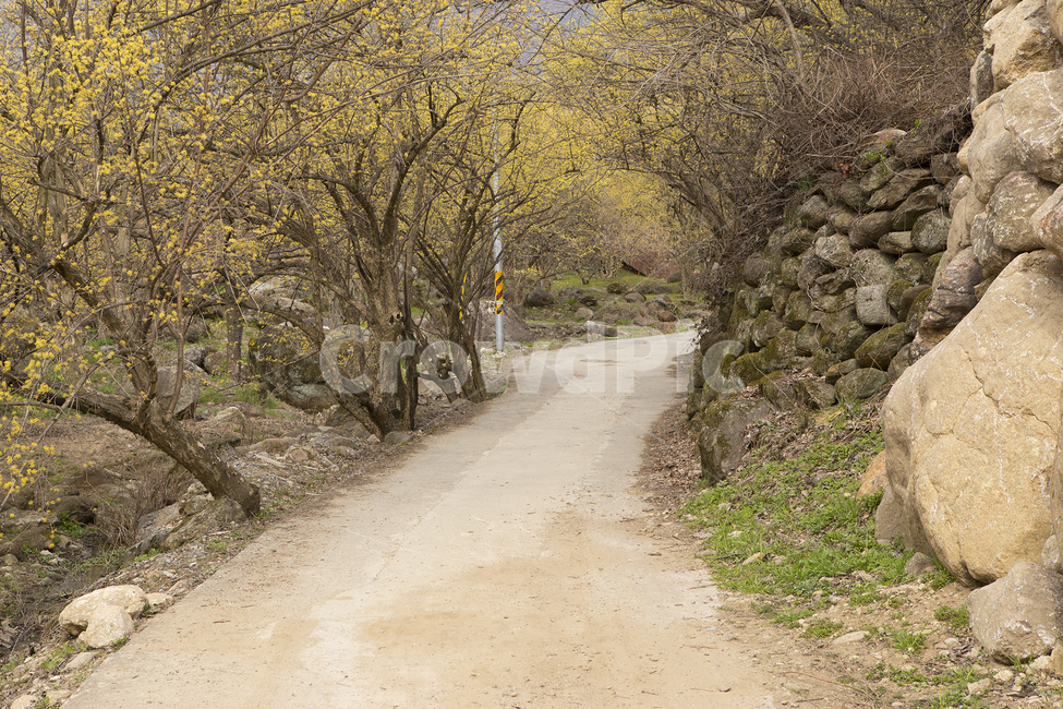 개나리,길,풍경,시골,잔잔,감성,자연,풍경,nature,landscape,dirt road,흙길,gravel,자갈,road,도로,ground,바닥,path,통로