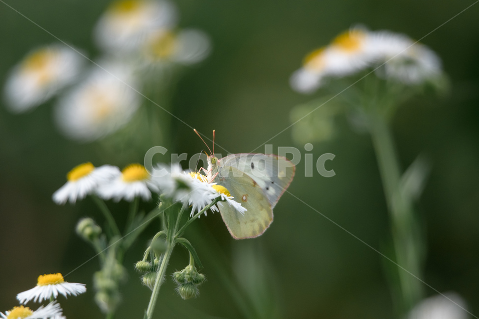 흰나비,나비,꿀,여름꽃,여름,접사,매크로,유림공원,식물,자연,plants,nature,꽃,flower,동물,animal,곤충,벌레,insect,bug