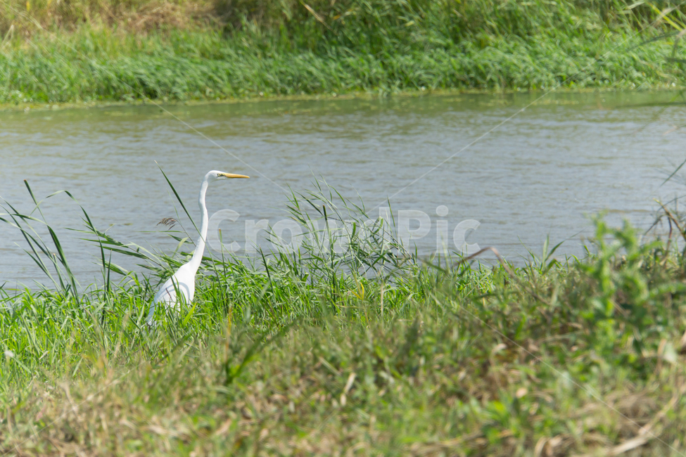조류,탐조,새,텃새,철새,bird,동물,animal,조류,새,birds