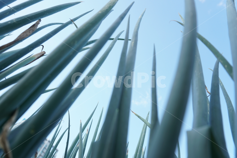 파,잔디,자연,green,greenonion,farm,농장,초록,대파,식물,자연,plants,nature